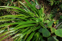 Helmholtzia glaberrima