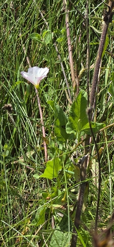 field bindweed