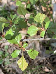 Crataegus margarettae