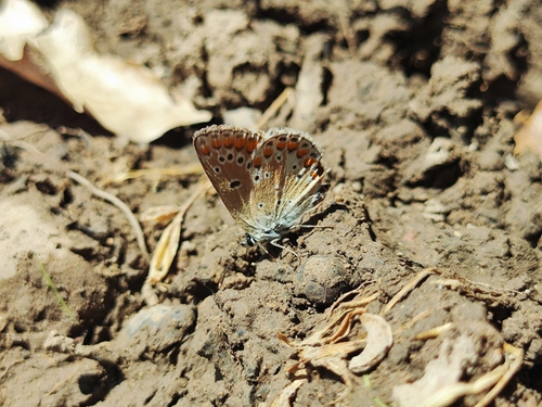 Southern Brown Argus