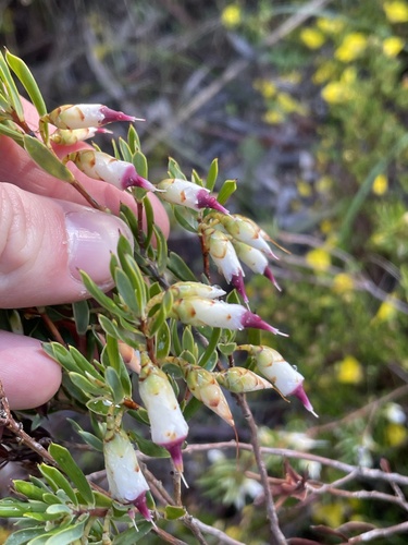 Conostephium pendulum, 2026-08-09