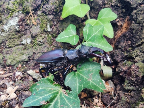 European Stag Beetle