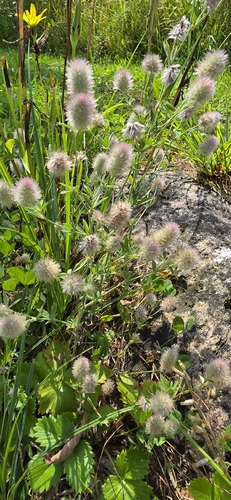 rabbitfoot clover