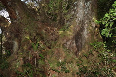 Nothofagus moorei, photograph (c) Greg Tasney, some rights reserved (CC BY-SA)