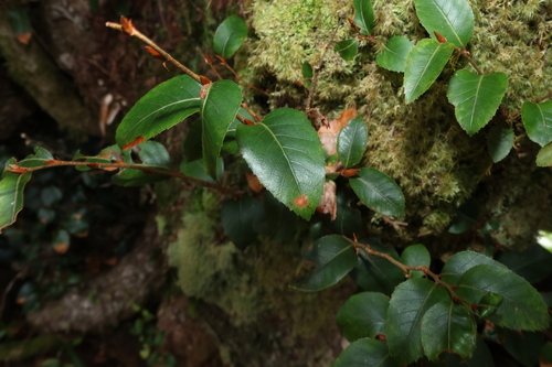 Nothofagus moorei, photograph 4