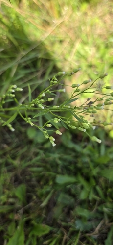 horseweed