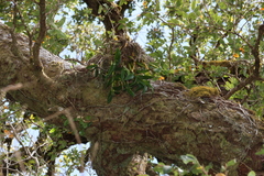 Dendrobium falcorostrum, photograph (c) Greg Tasney, some rights reserved (CC BY-SA)