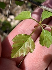 Crataegus margarettae