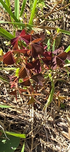 Oxalis stricta rufa