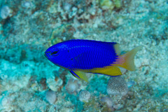 Pomacentrus micronesicus