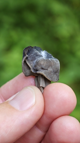 Elfin Saddle