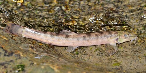 Altai stone loach (Barbatula altayensis) — Nemacheilidae — 3
