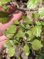 Crataegus margarettae