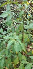 Cornus capitata