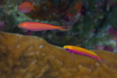Luzonichthys whitleyi observed 2014-02-22