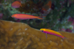 Whitley's Splitfin photo 3