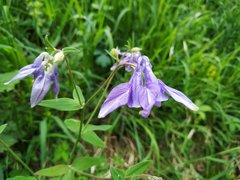 Aquilegia vulgaris