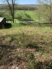 Crataegus margarettae