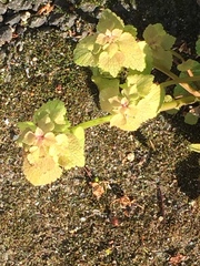 Lamium purpureum