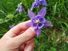 Aquilegia vulgaris