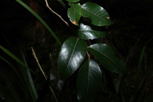 Nothofagus moorei, photograph 3