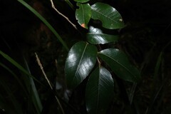 Nothofagus moorei, photograph (c) Greg Tasney, some rights reserved (CC BY-SA)