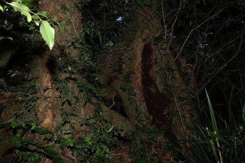 Nothofagus moorei, photograph 2
