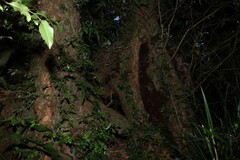 Nothofagus moorei, photograph (c) Greg Tasney, some rights reserved (CC BY-SA)