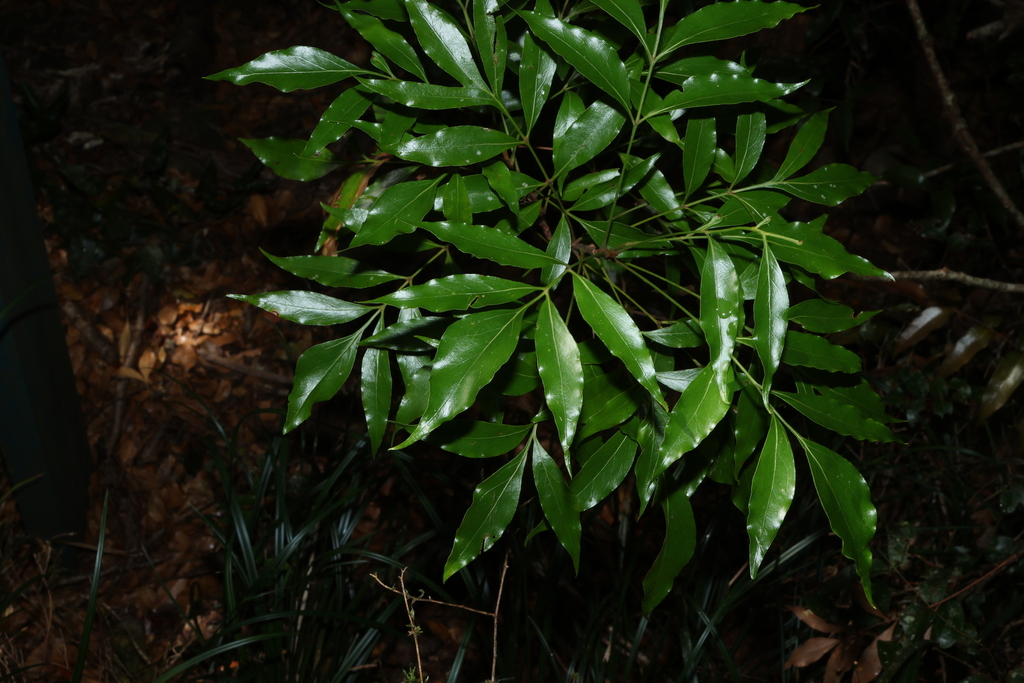 Alloxylon pinnatum; photograph (c) Greg Tasney, some rights reserved (CC BY-SA)