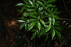 Alloxylon pinnatum