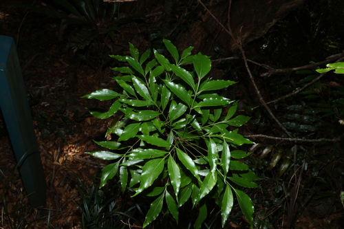Alloxylon pinnatum, photograph 1