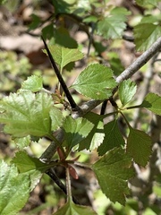 Crataegus margarettae