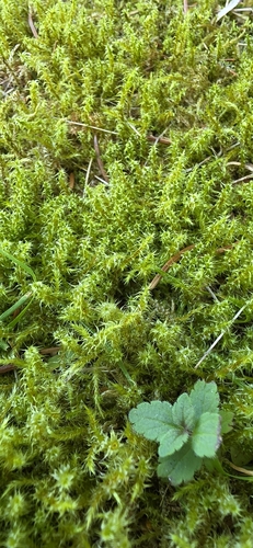 Square Gooseneck Moss