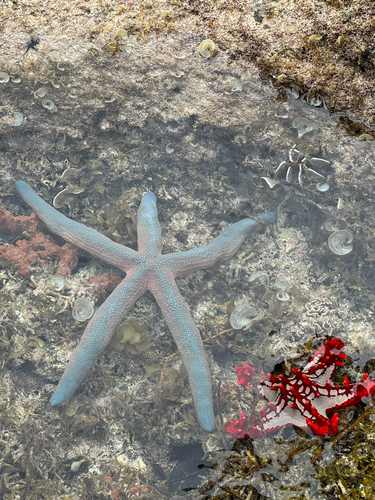 Linckia laevigata