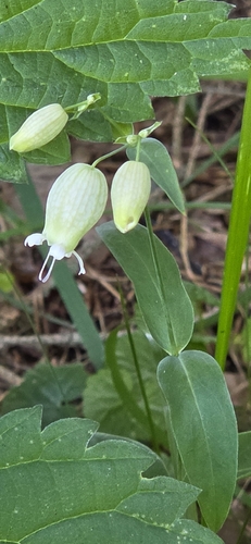 bladder campion