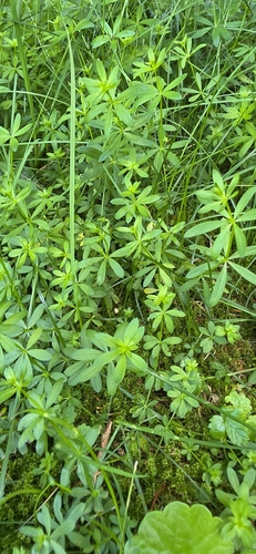 Hedge Bedstraw