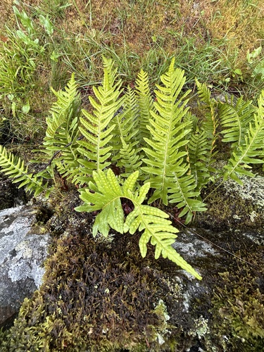 common polypody