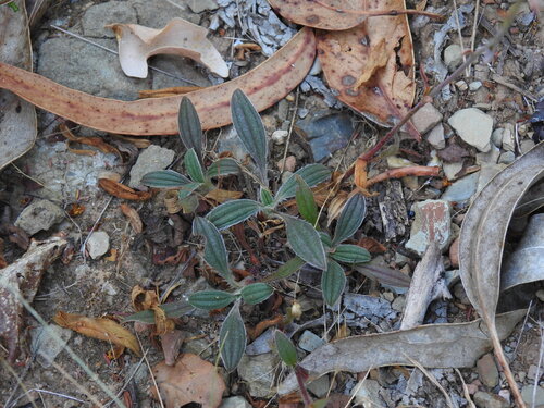 Tuberaria lignosa, photograph 4