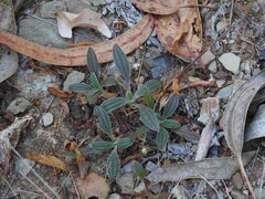 Tuberaria lignosa, photograph (c) Duarte Frade, some rights reserved (CC BY)