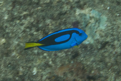 Paracanthurus hepatus