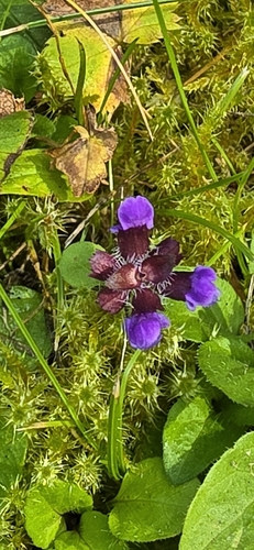 common selfheal