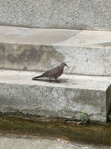 Spotted Dove