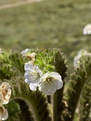 Phacelia ixodes