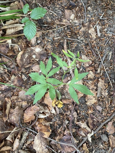 Cardamine bulbifera