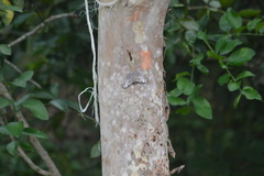 Hamadryas iphthime joannae