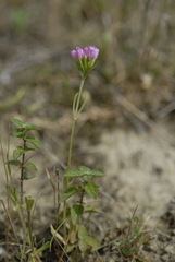 Centaurium littorale, photograph (c) C. Oppermann, some rights reserved (CC BY-SA)