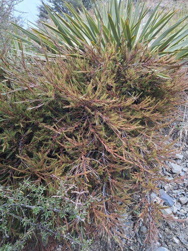 Dracophyllum uniflorum observed 2026-08-08