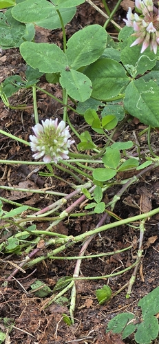 white clover