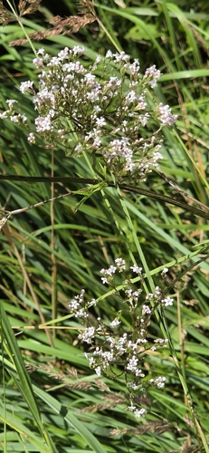 common valerian