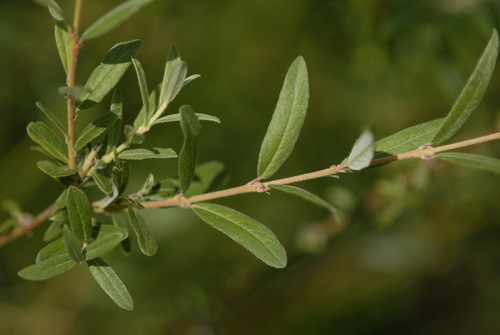Salix rosmarinifolia, photograph 5